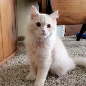 Meet your Posher, Ashley